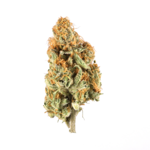 North American Sativa weed Strain